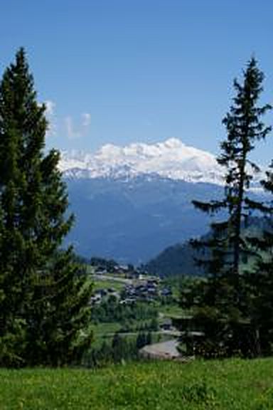 Le massif du Mont-Blanc vu depuis le Praz de Lys en été, entre deux sapins